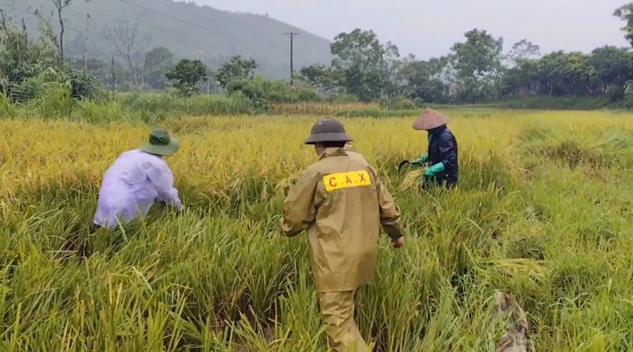 Công tác chỉ đạo phục hồi sản xuất nông nghiệp và khắc phục hậu quả thiệt hại sau cơn bão số 3 – Yagi đang được tích cực thực hiện tại Vĩnh Phúc. Ảnh Công an Tam Đảo.