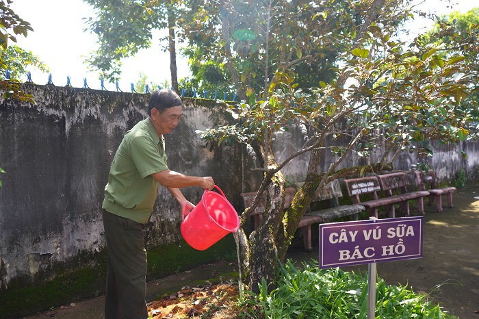 Cây vú sữa miền Nam trồng bên ngôi nhà sàn của Bác được nhân giống gửi tặng lại cho quê hương Cà Mau nhân kỷ niêm 100 năm sinh nhật Bác, hiện được trồng tại Phủ thờ Bác Hồ, xã Trí Lực, huyện Thới Bình. (ảnh CTV)