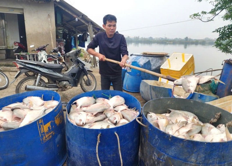 Cá chim chết hàng loạt tại hồ của gia đình anh Nguyễn Văn Nguyên được nhanh chóng trục vớt đem đi tiêu hủy