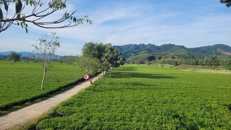 Chè là cây trồng chủ lực trong phát triển kinh tế, xây dựng nông thôn mới ở một số xã vùng thượng huyện Hương Sơn