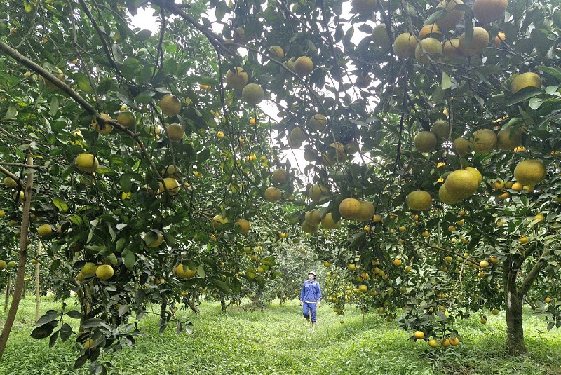 Với tiềm năng đất đai và nhiều chính sách khuyến khích phù hợp, những năm qua phong trào trồng cam ở tỉnh Hà Tĩnh phát triển mạnh