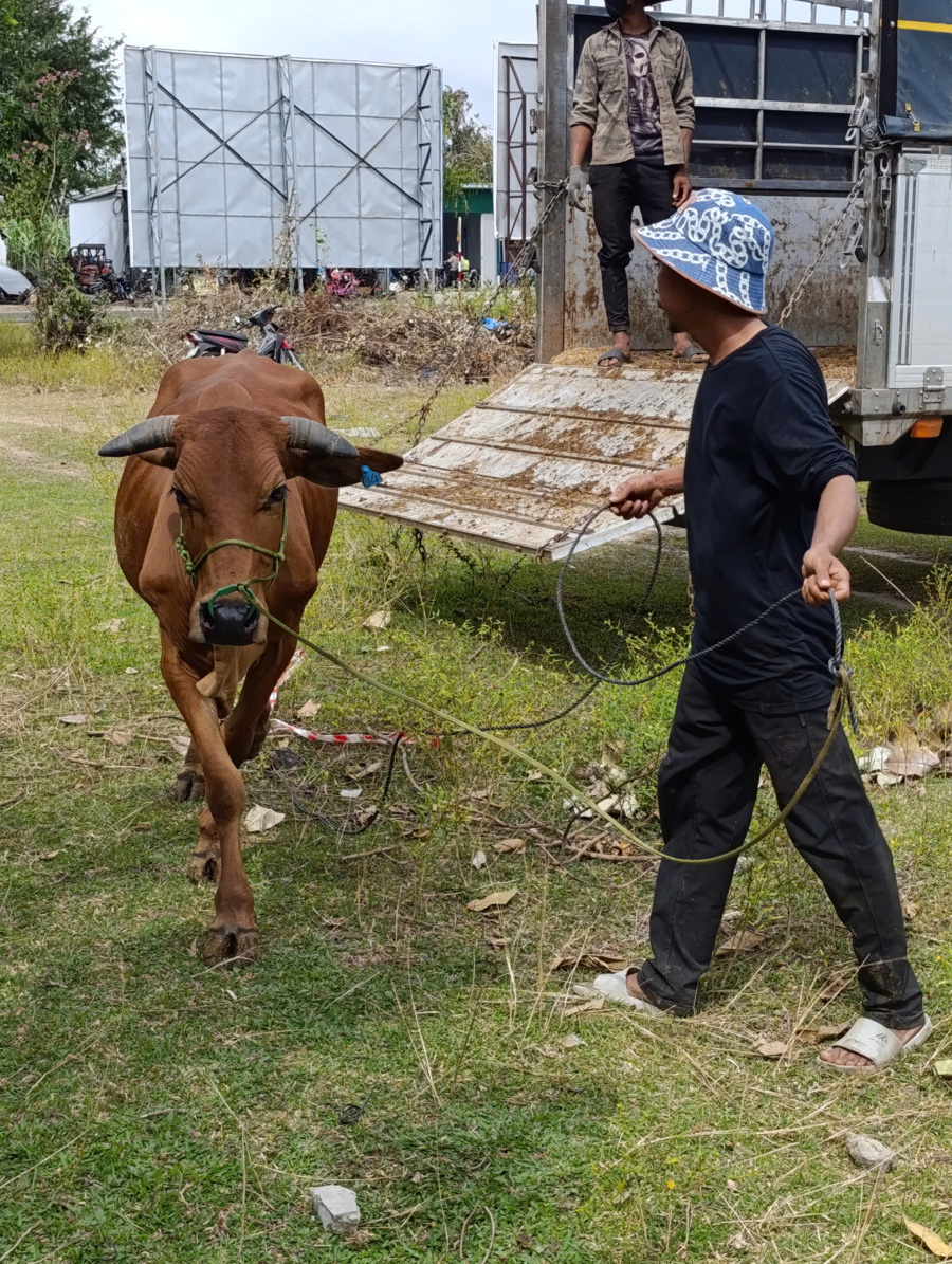 Hỗ trợ bò giống được coi là bước đệm cho người dân thoát nghèo.