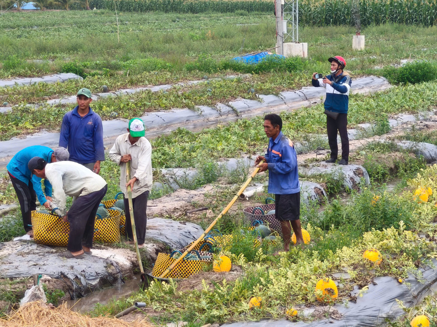 Nông dân huyện Phước Long, Bạc Liêu "trúng đậm" vụ màu trên đất lúa (Hoàng Nam).