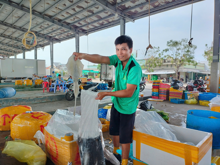 Ngư dân Khánh Hội, U Minh, Cà Mau phấn khời khi trúng mùa được giá mực ngay chuyến biển đầu năm (Hoàng Nam).