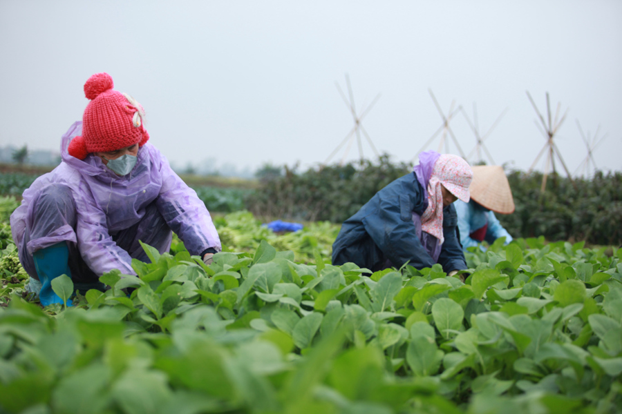 Thời tiết ngày 7/3: miền Bắc, Hà Nội rét sâu nhất trong đợt không khí lạnh. Ảnh: Phạm Hùng