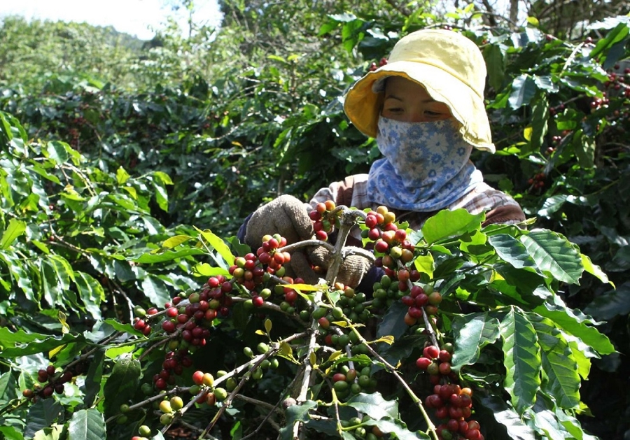 Giá cà phê hôm nay 3/1: Cà phê nội địa giảm trong khi Robusta tiếp tục tăng mạnh, cách nào để đối phó?