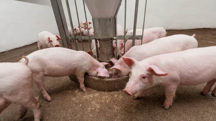Giá lợn hơi ngày 11/1/2022: Cả 3 miền nhích tăng