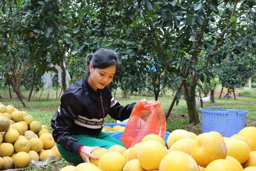 Niên vụ 2021 - 2022, sản lượng bưởi, cam của Hà Nội lên tới 100.000 tấn