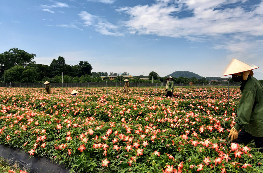 Mô hình trồng sâm Bố Chính tại thị xã Sơn Tây đạt hiệu quả kinh tế cao