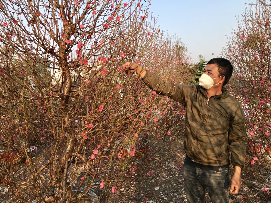 Chủ một vườn đào tại phường Đại Mỗ, quận Nam Liêm chăm sóc đào trưng Tết. Ảnh: Ánh Ngọc