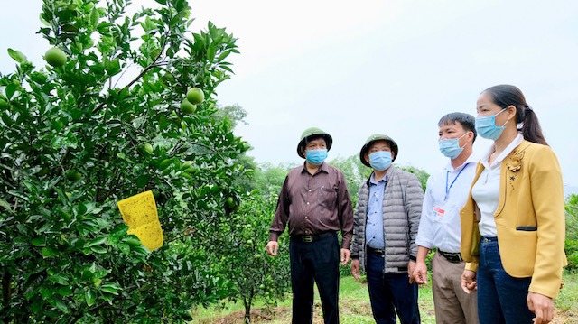 Mô hình trồng cam là hướng đi mới trong phát triển kinh tế nông thôn tại xã dân tộc miền núi Khánh Thượng (huyện Ba Vì). Ảnh: Trọng Tùng
