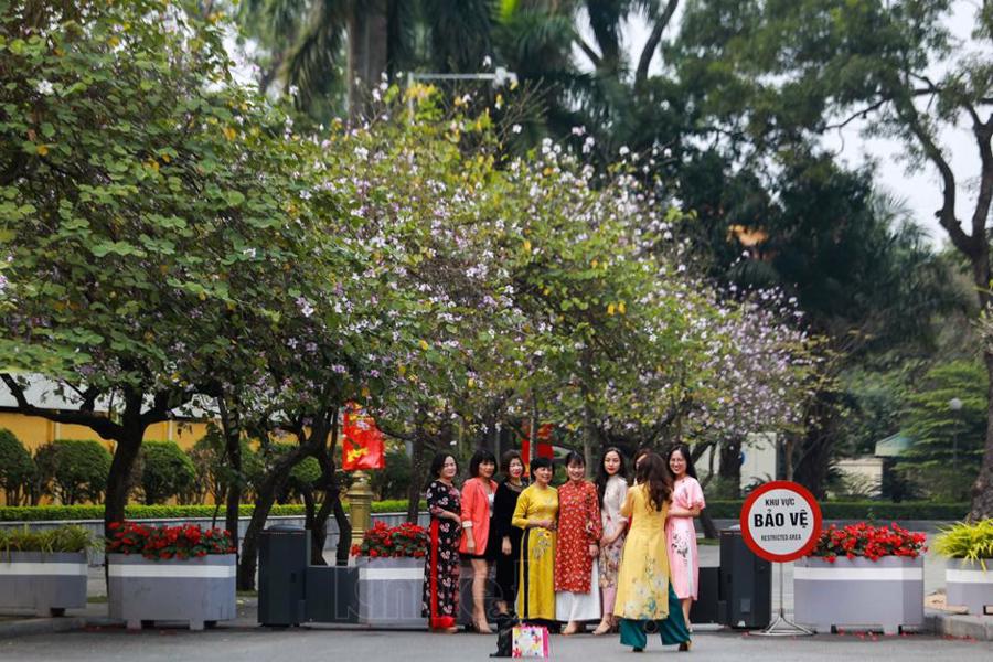 Hoa ban nở rộ ở Hà Nội vào tháng 3. Ảnh: Ngọc Tú
