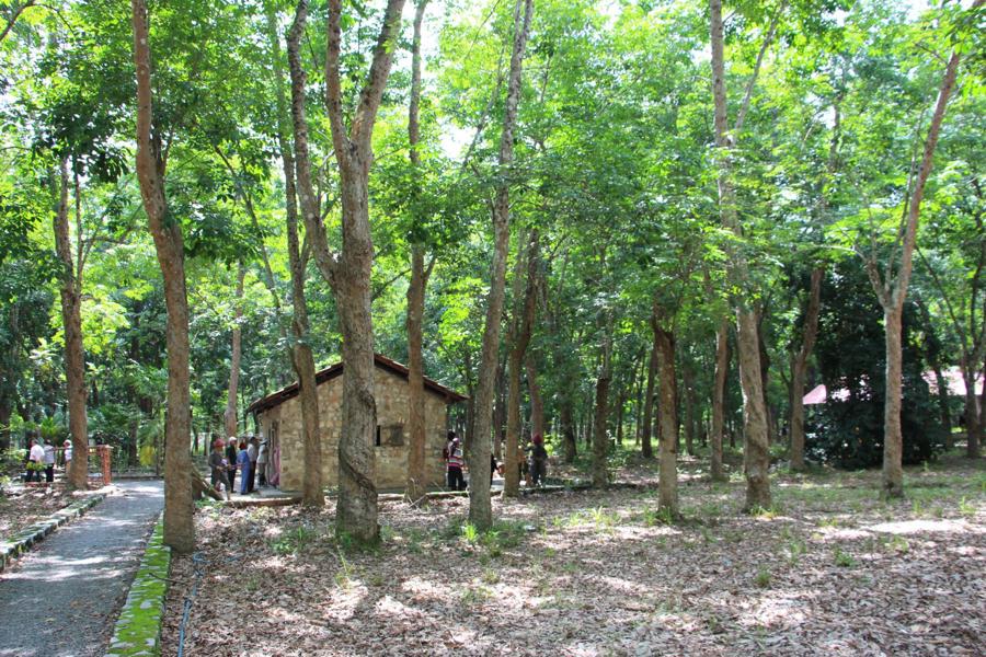 Di tích rừng cao su tại huyện Dầu Tiếng, tỉnh Bình Dương. Ảnh: Trần Anh