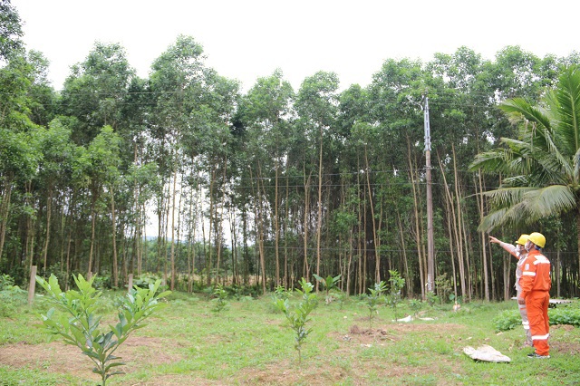 Trồng rừng ở Hà Tĩnh tiềm ẩn nguy cơ mất an toàn lưới điện