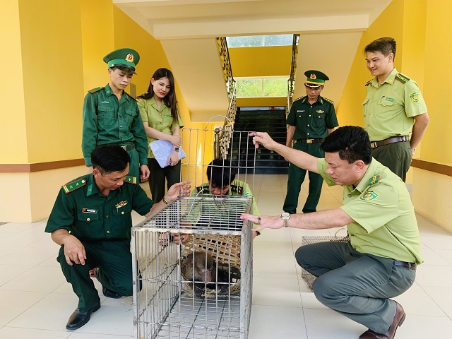 Đồn Biên phòng Bản Giàng bàn giao 2 cá thể động vật rừng nguy cấp, quý hiếm cho Vườn Quốc gia Vũ Quang.