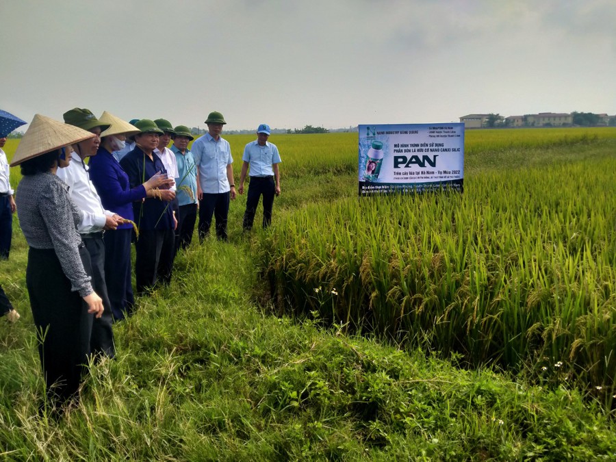Tại Ninh Bình, Hà Nam trong 2 vụ mùa vừa qua, hiệu quả kinh tế của mô hình ruộng thực nghiệm dùng phân bón lá hữu cơ cao hơn ruộng đối chứng 360.000 đồng/sào (tương đương 10 triệu đồng/ha). Ảnh AT
