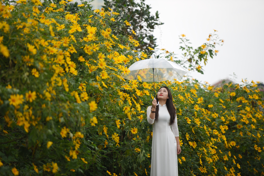 Vườn hoa dã quỳ tại phường Xuân Đỉnh, quận Bắc Từ Liêm.