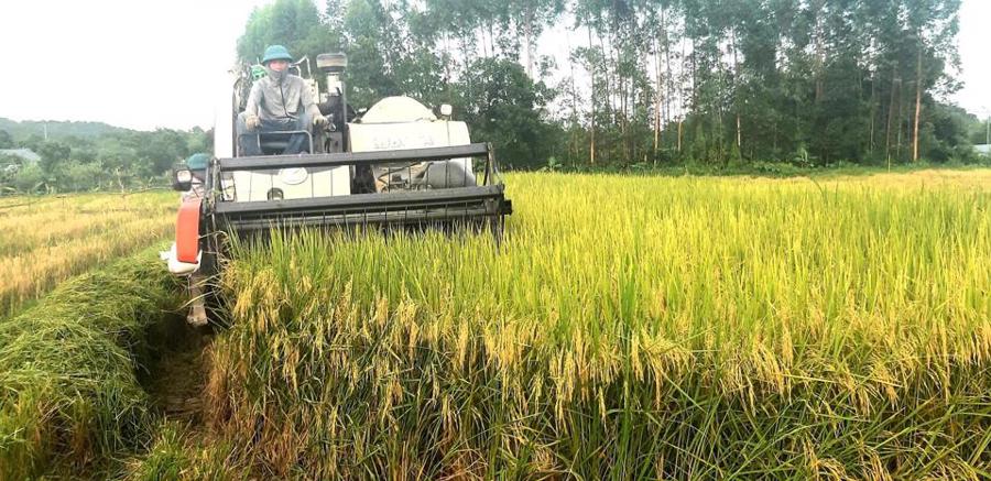 Thu hoạch lúa tại xã Quang Tiến (huyện Sóc Sơn, TP Hà Nội)