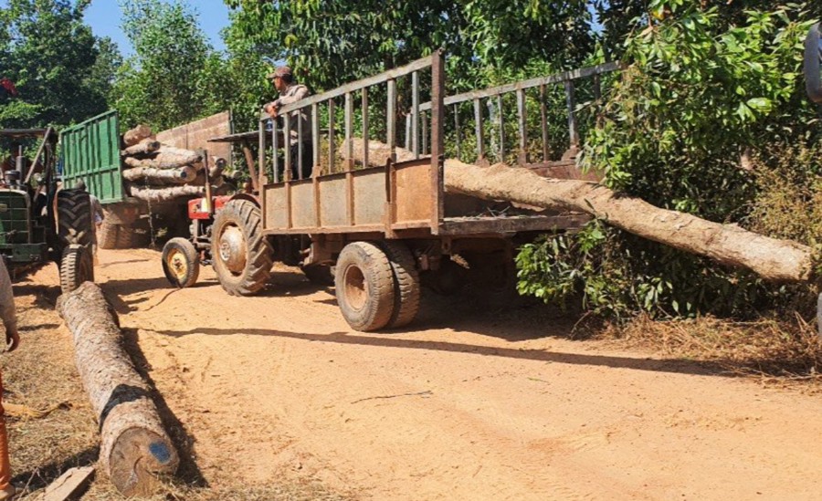 Cây rừng đốn hạ trái phép tại khu vực rừng phòng hộ Xuân Lộc (Đồng Nai) được cơ quan chức năng vận chuyển về nơi lưu giữ tang vật của vụ án vi phạm quy định khai thác bảo vệ rừng. Ảnh chụp ngày 16/2/2023.