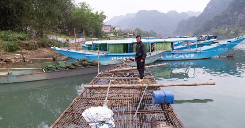 Nghề nuôi cá lồng trên sông Son ở di sản Phong Nha- Kẻ Bàng phát triển, góp phần nâng cao thu nhập cho Nhân dân