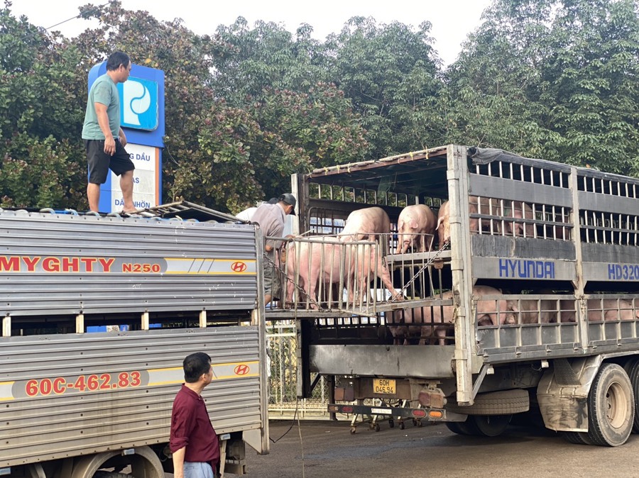 Giá nhập khẩu nguyên liệu chăn nuôi heo tăng cao khiến cho ngành chăn nuôi tại tỉnh Đồng Nai nói riêng và cả nước nói chung bị lỗ nặng.