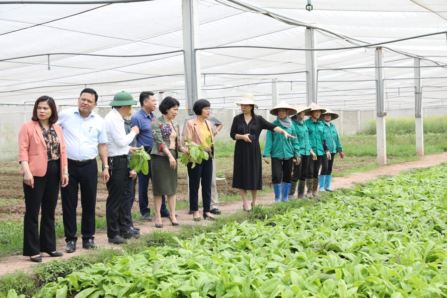 Đoàn giám sát đi khảo sát thực tế tại cơ sở sản xuất rau hữu cơ trên địa bàn Thường Tín.