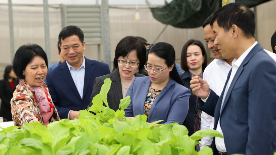 Đoàn giám sát thực tế tại mô hình trồng rau công nghệ cao tại xã Đa Tốn.