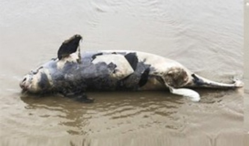 Xác cá voi được phát hiện khi trôi dạt vào bờ biển xã Cương Gián, huyện Nghi Xuân