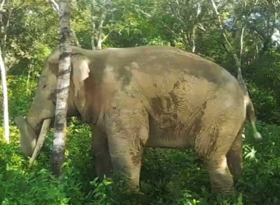 Con voi hung dữ này xuất hiện tại xã Thanh Sơn, huyện Định Quán, tỉnh Đồng Nai. Nó thường xuyên phá vườn rẫy và uy hiếp người dân.