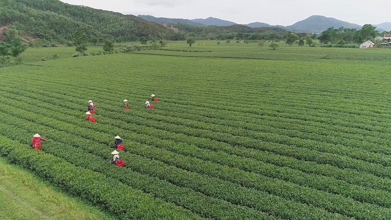 Người trồng chè ở Hà Tĩnh tập trung thu hoạch chè búp tươi