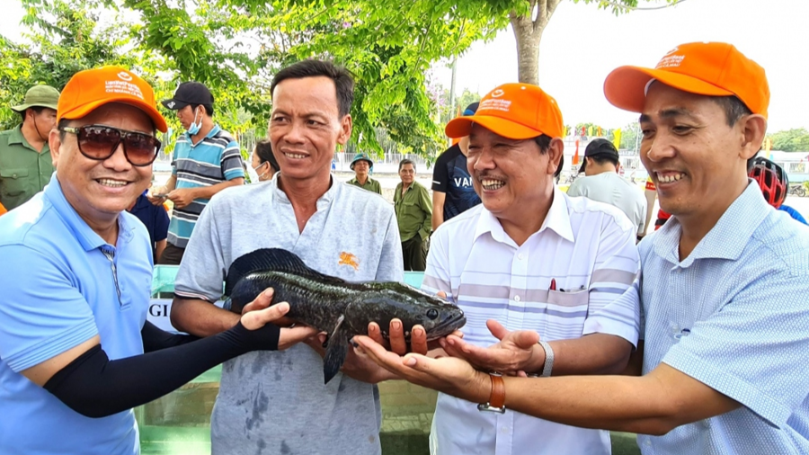 Cá lóc đồng to nhất tại sự kiện Hương rừng U MInh 2023