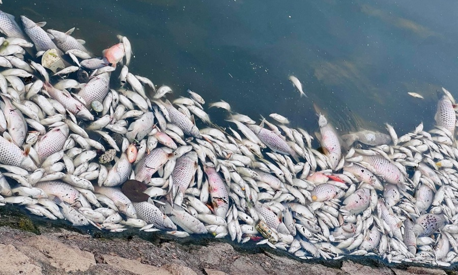 Trong 2 ngày 6-7/5 tại Hồ Bồng Sơn ở TP Hà Tĩnh cá chết hàng loạt, nổi bồng bềnh trên mặt nước. 