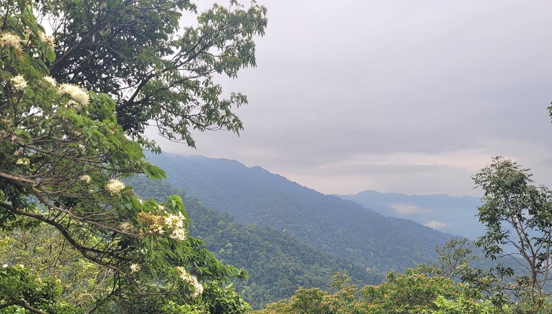 Trên đỉnh Keo Nưa muôn loài thảo mộc nở hoa khoe sắc giữa núi rừng trùng điệp