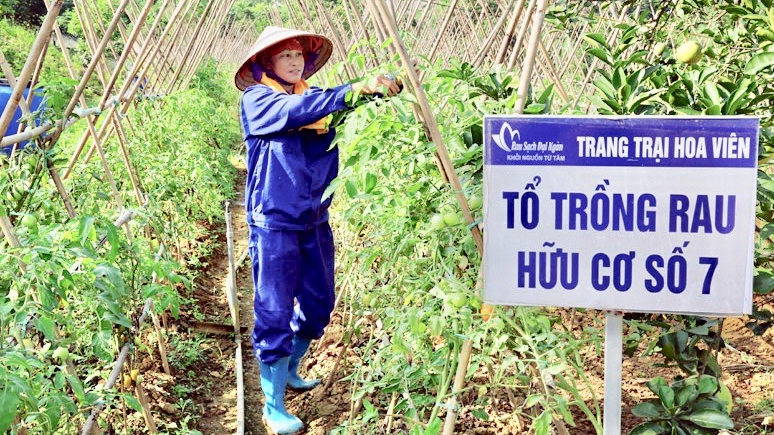 Trang trại Hoa Viên hiện đang tạo việc làm ổn định cho nhiều lao động địa phương.