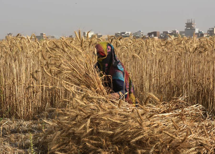 Nông dân thu hoạch lúa mì tại Ấn Độ. Ảnh: Getty Images