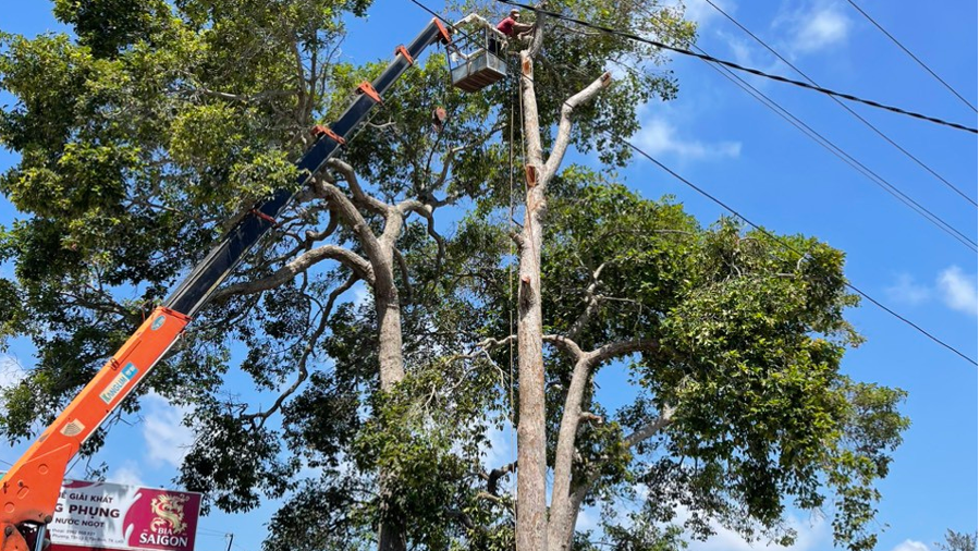 Những gốc đầu đại thụ có tuổi đời khoảng 100 năm tại xã Tân Bình (thị xã La Gi, tỉnh Bình Thuận) bất ngờ bị đốn hạ.