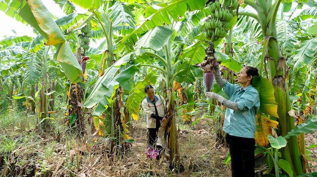 Huyện Mê Linh: Hợp tác cùng nông dân, trồng chuối ven sông Hồng thu tiền tỷ mỗi năm - Ảnh 1