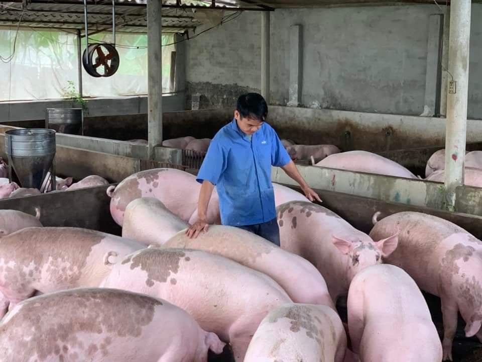 Giá lợn hơi ngày 9/12/2021: Người nuôi tích cực chăm đàn lợn phục vụ thị trường Tết - Ảnh 1