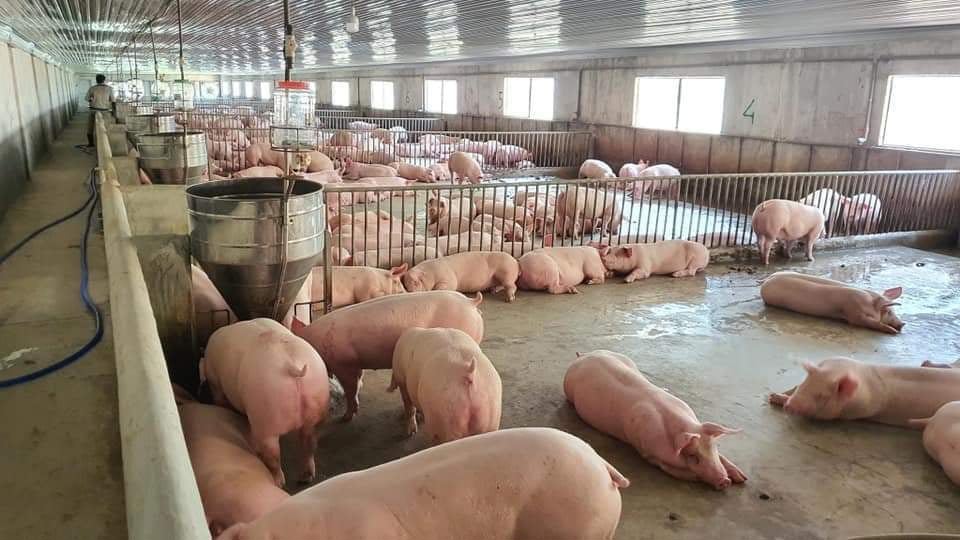 Giá lợn hơi ngày 7/12/2021: Cả 3 miền tăng 1.000 - 3.000 đồng/kg, Trung Quốc tăng cường nhập khẩu thịt lợn - Ảnh 1