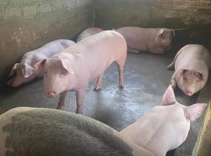 Giá lợn hơi ngày 11/12/2021: Chững giá, cao nhất 53.000 đồng/kg - Ảnh 1