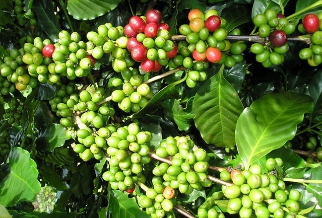 Giá cà phê hôm nay 2/12: Robusta tiếp tục tăng mạnh, vượt mốc 2.300 USD/tấn - Ảnh 1