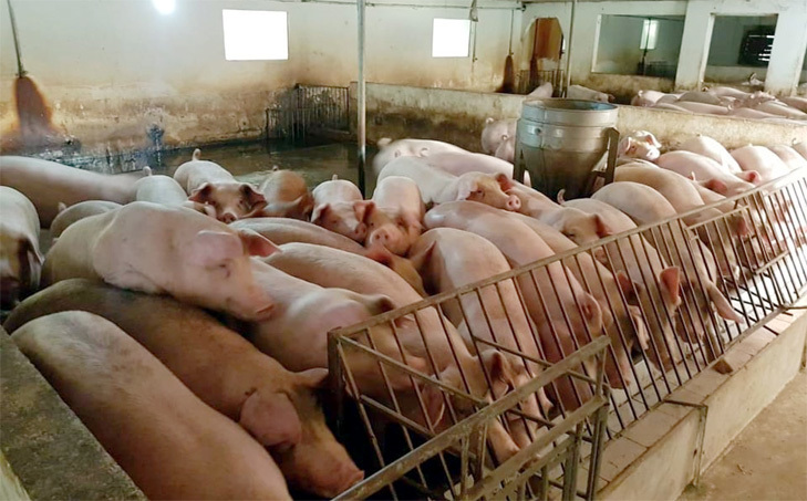 Giá lợn hơi ngày 2/12/2021: Tiếp tục tăng mạnh, nhiều hộ chăn nuôi tái đàn - Ảnh 1