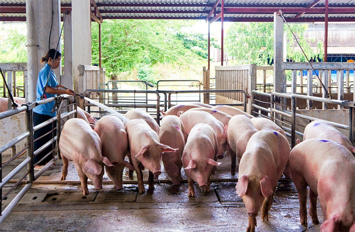 Giá lợn hơi ngày 4/12/2021: Tiếp tục tăng, đang dao động từ 46.000 - 53.000 đồng/kg - Ảnh 1