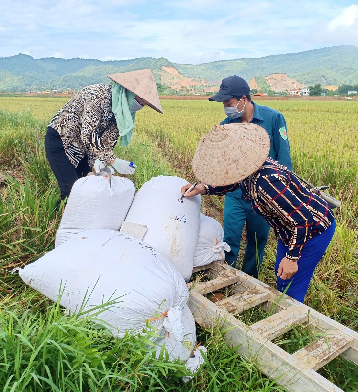 Huyện Thạch Thất huy động các lực lượng hỗ trợ người dân thu hoạch lúa Hè Thu 2021 - Ảnh 3