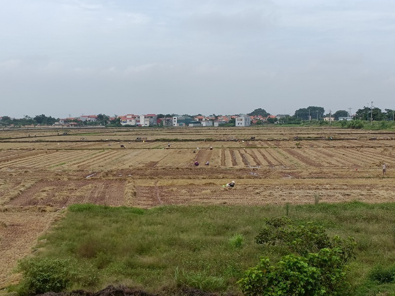 Ngoại thành Hà Nội: Vụ gối vụ, không để đất bỏ hoang - Ảnh 1
