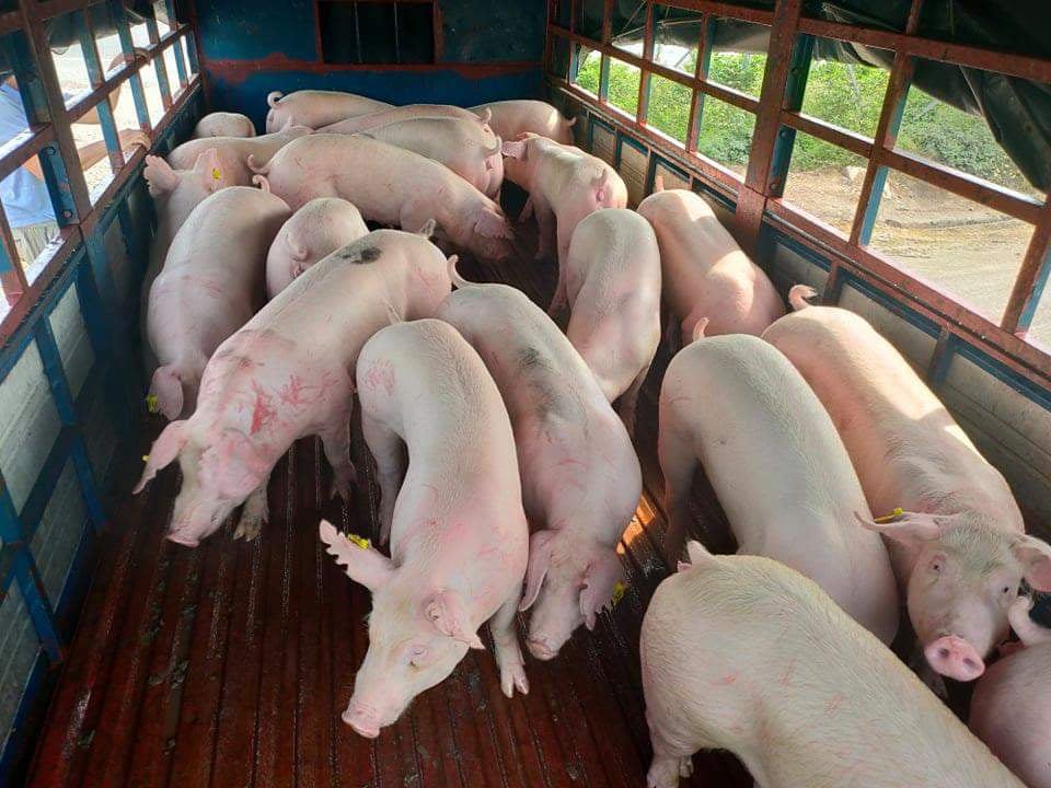 Giá lợn hơi ngày 31/10/2021: Kỳ vọng giá lợn tăng lên 57.000 - 60.000 đồng/kg trong tuần tới? - Ảnh 1