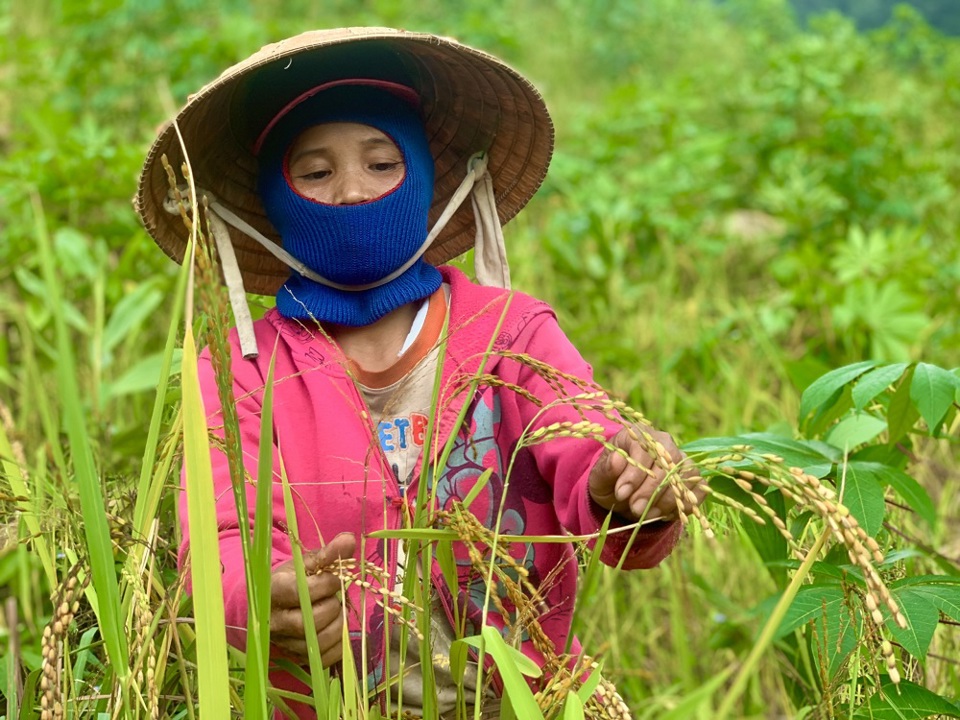 Mùa vàng trên non xanh Quảng Ngãi - Ảnh 1