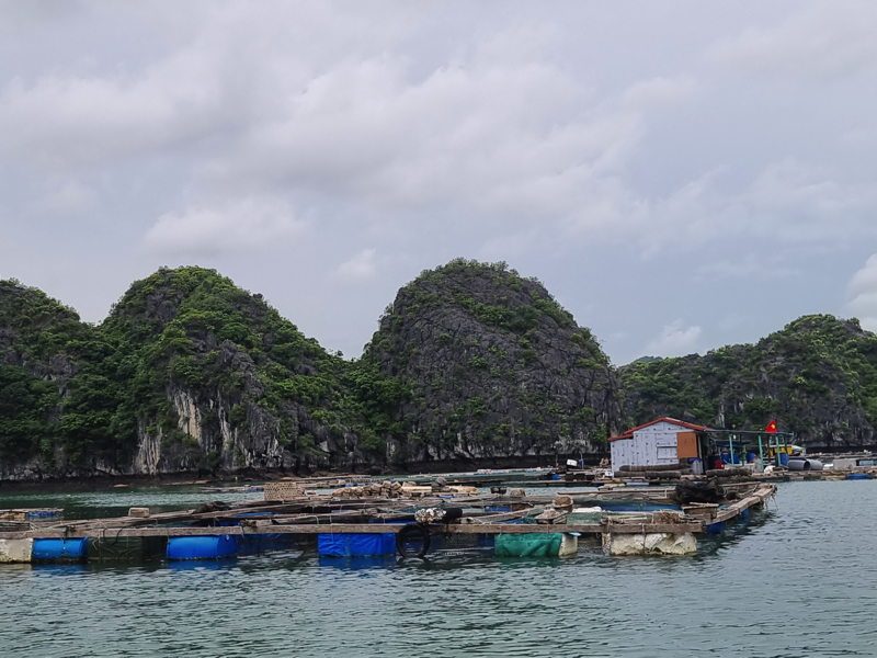 Huyện Cát Hải xây dựng lộ trình hỗ trợ cơ sở nuôi trồng thủy sản trên vịnh - Ảnh 1