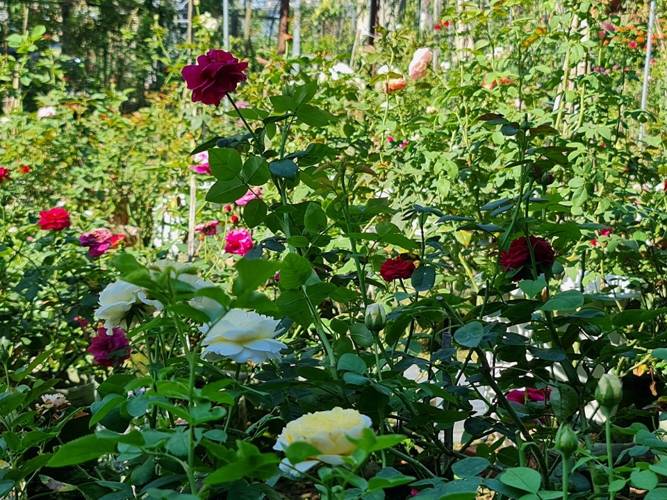 Rực rỡ vườn hồng quý hiếm giữa lòng TP Quảng Ngãi - Ảnh 2