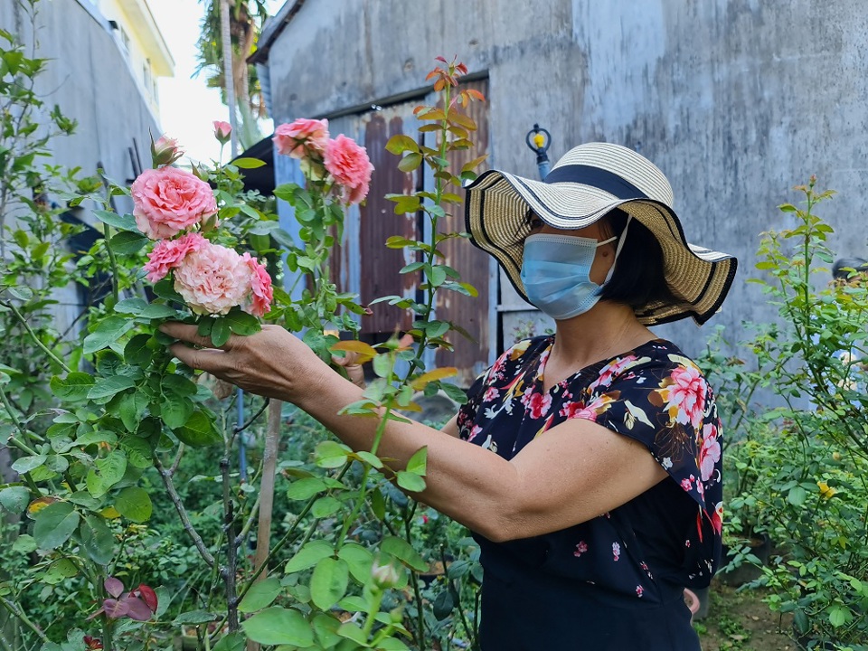 Rực rỡ vườn hồng quý hiếm giữa lòng TP Quảng Ngãi - Ảnh 5